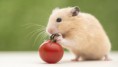 /album/en-%c3%a7ok-sevilen-hayvanlar/hamster-eating-tomato-jpg/