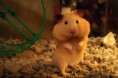 /album/en-%c3%a7ok-sevilen-hayvanlar/hamster-storing-food-in-cheeks-145-jpg/