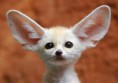 /album/en-%c3%a7ok-sevilen-hayvanlar/a483315-a-sweet-pet-for-my-lovely-sister-ayeshaf-p-jpg/